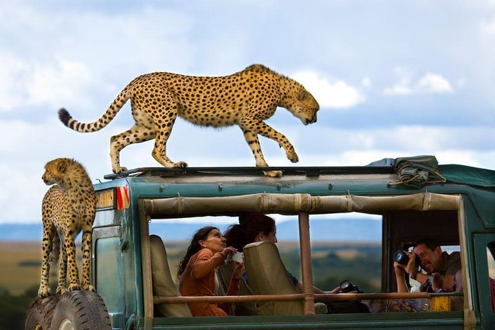 Game drive in Masai mara